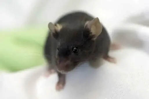 Une souris dans une brique de potage