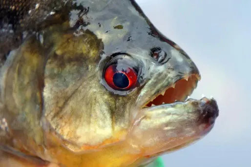 Le piranha plus féroce que le tyrannosaure