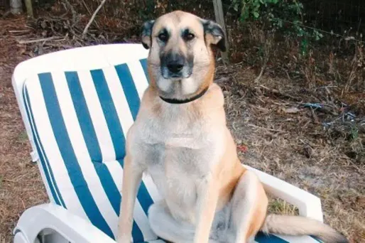 Un chien retrouvé 25 jours après un accident