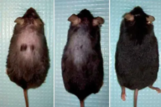 Trois mois après les injections de l'astressin-B, les souris avaient retrouvé leurs poils