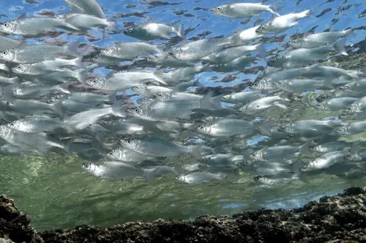 Les mulets sont restés prisonniers du Lac du Maine après la crue de la Loire