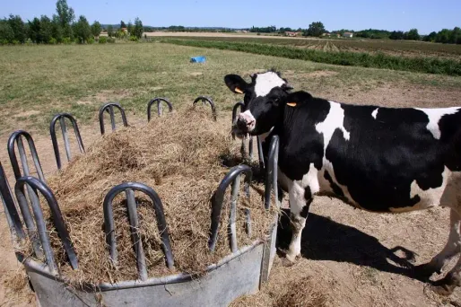 Le foin de la plaine de la Crau est vendu plus de 200 euros la tonne