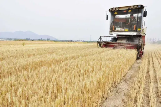 Sécheresse : les prix du blé augmentent