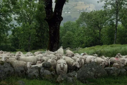 La présence d'un loup dans les Vosges a été confirmée.