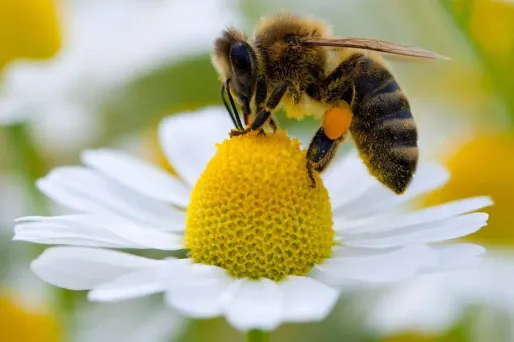 Les apiculteurs subissent eux aussi les effets de la sécheresse.
