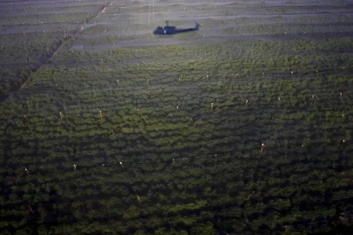 Marijuana : plantation record au Mexique