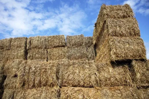 Des tonnes de paille attendent d'être acheminées dans les régions du centre impactées par la sécheresse.