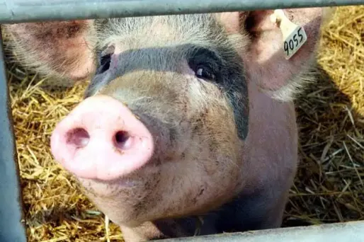 Des excréments de cochons contre les ados