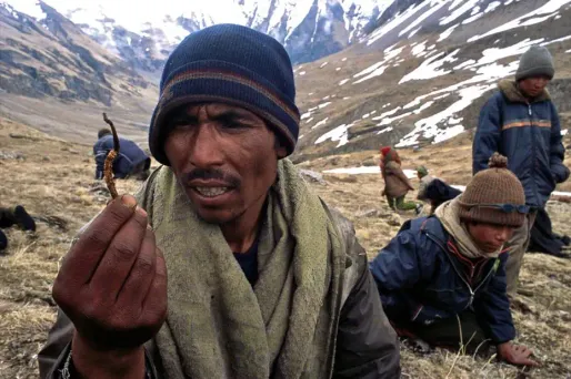 La délicate cueillette du Yarsagumbu