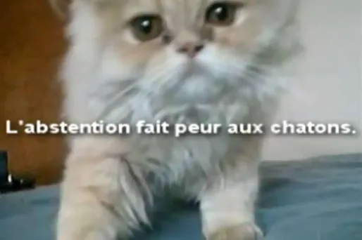 EELV : des chatons contre l'abstention