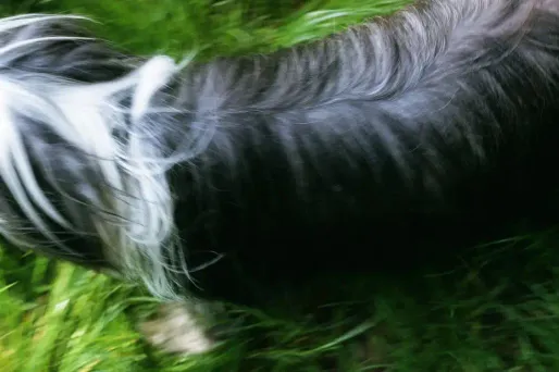 La justice pourrait décider pour la première fois d'une garde alternée entre deux personnes revendiquant la propriété d'un chien.