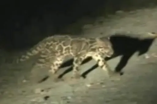 Découverte d'un nouveau léopard