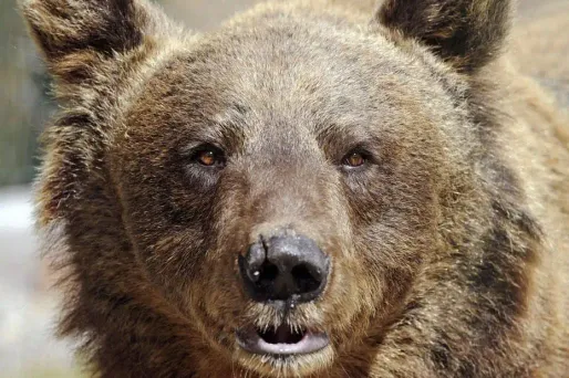 Une consultation de la population débute lundi dans les Pyréenées en vue de la réintroduction d’une ourse au printemps prochain.