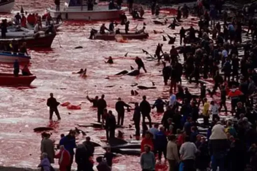 Iles Féroé : un massacre orchestré