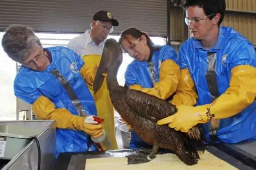 Marée noire : le pétrole enfin pompé