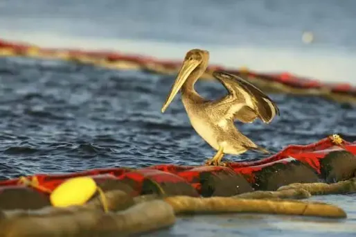 BP : vers une fermeture définitive