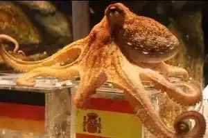 Paul le poulpe, seule star du Mondial