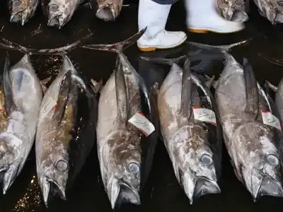 L'Europe n'interdit pas le commerce du thon rouge