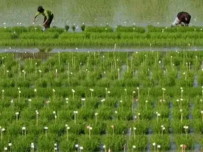 La Chine s’apprête à commercialiser du riz OGM