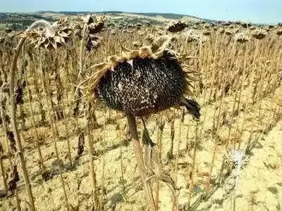 Sécheresse "moyenne" cet été en France