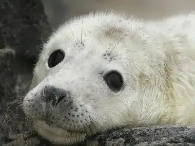 Embargo européen sur le commerce du phoque