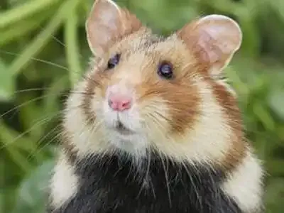 La France jugée pour non-assistance au Grand hamster