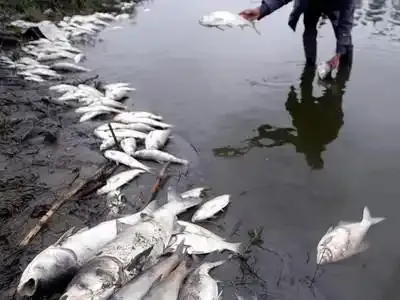 Le changement climatique rend les poissons plus petits