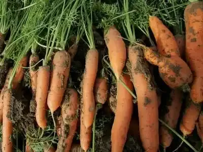 Les légumes tordus ne sont plus bannis