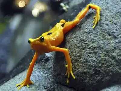 Lézards, tritons et grenouilles européens menacés