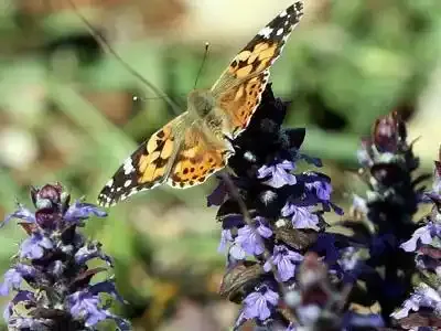 Une migration exceptionnelle de papillons Belles-dames