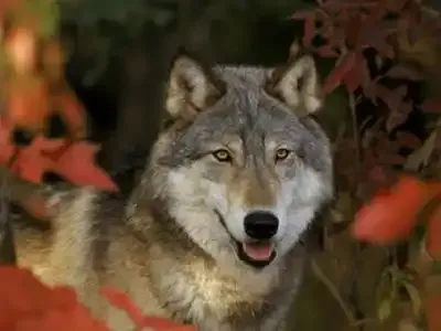 Alpes : ils ne veulent plus voir le loup