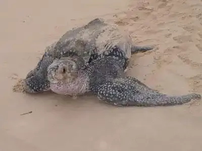 La plus grande colonie de tortues luth découverte au Gabon