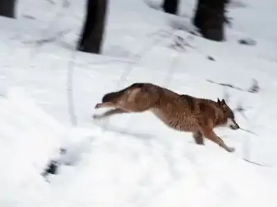 Le cadavre d’un loup retrouvé dans l’Ain