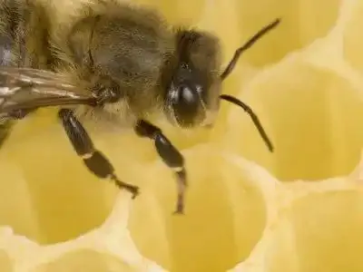 Le Grand Palais installe des ruches sur son toit
