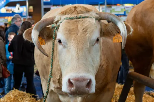 salon de l'agriculture