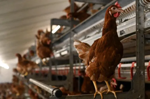 L'Anses propose que les étiquettes prennent en compte le bien-être réel des animaux