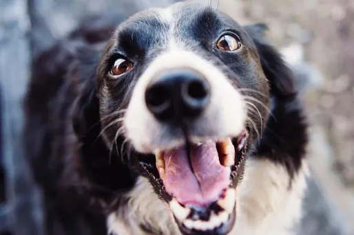 Que faire si votre chien présente les symptômes d'un empoisonnement ?