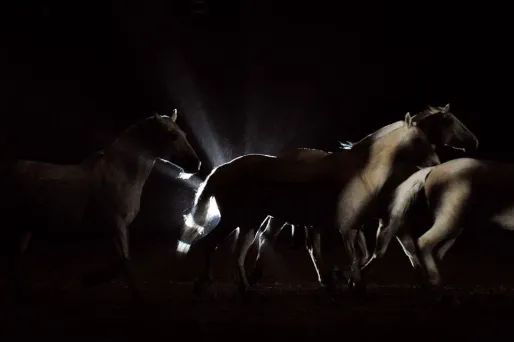 Le poney a été "endormi" par le vétérinaire au lendemain de son accident. (Photo d'illustration)