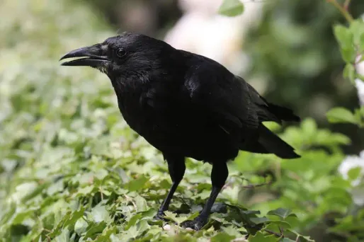La corneille a été capturée. (Photo d'illustration)
