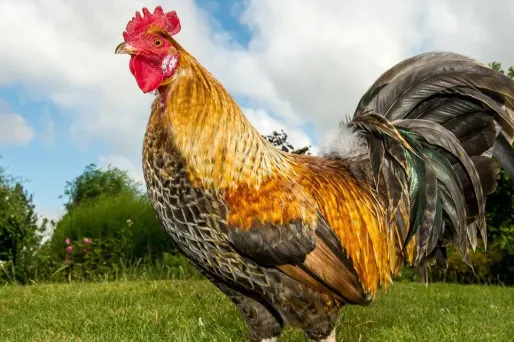 La gendarme a vite reconnu le chant du coq. Photo d'illustration.
