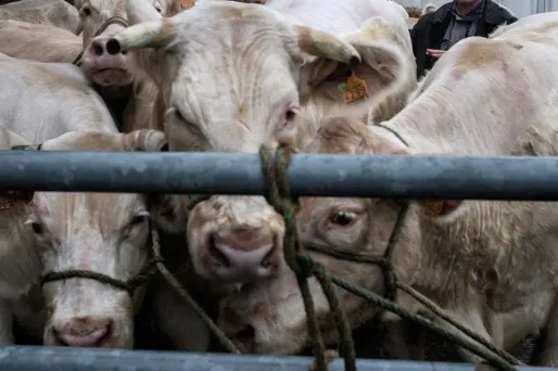 Le Syndicat national des agriculteurs britanniques s’est insurgé de la décision de Goldsmiths de supprimer le bœuf. (Image d'illustration)