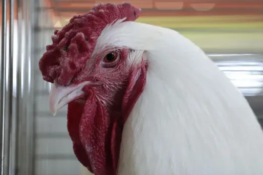 Du poulet gorgé d'eau distribué à des associations, l'État ouvre une enquête