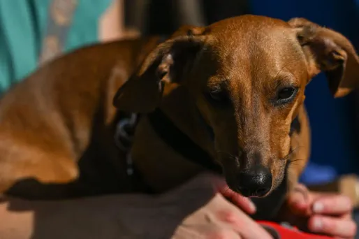 Parvovirose : ce virus mortel pour les chiens inquiète les vétérinaires du Puy-de-Dôme