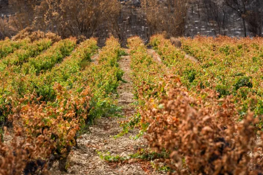 Même si certaines vignes de l'Aude ont été épargnées par les incendies, le vin produit pourrait être invendable.