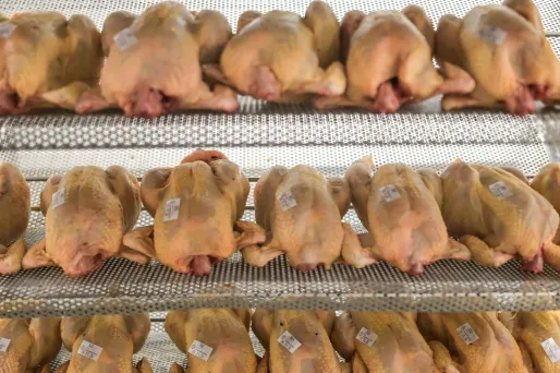 La grippe aviaire menace-t-elle les fêtes de fin d'année ?