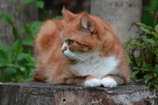 Une astreinte de 30 euros est ajoutée à la condamnation à chaque fois que le chat franchira de nouveau la clôture.