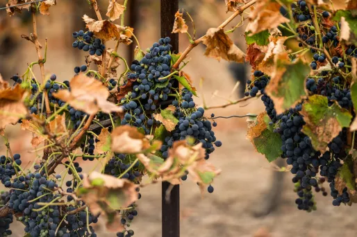 «On est fliqués» : dans l'Aude, la colère des vignerons face aux normes et aux prix pratiqués par la grande distribution