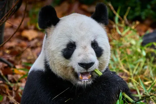 Au Zoo de Beauval, une dernière ovation pour les pandas avant un retour anticipé en Chine