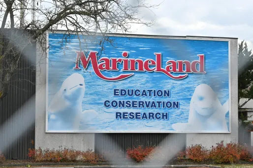 Intrusions, survols de drones... le Marineland d’Antibes tire la sonnette d’alarme !