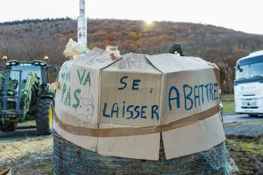 Dermatose nodulaire : les vétérinaires, contraints d’euthanasier les bovins, pris pour cible